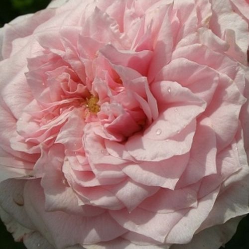 Alemania, 2007 - Rosa - Antique Rose - 